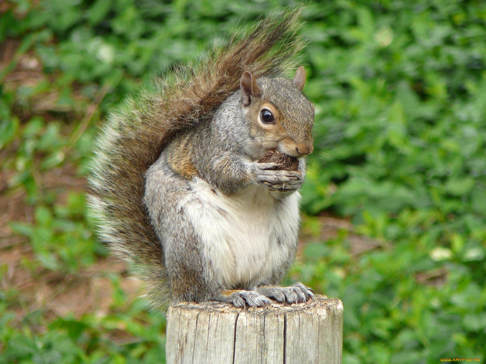 cute, squirrel, enjoying, snack, , 